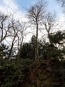 Arbre sur rochers en contre-jour
